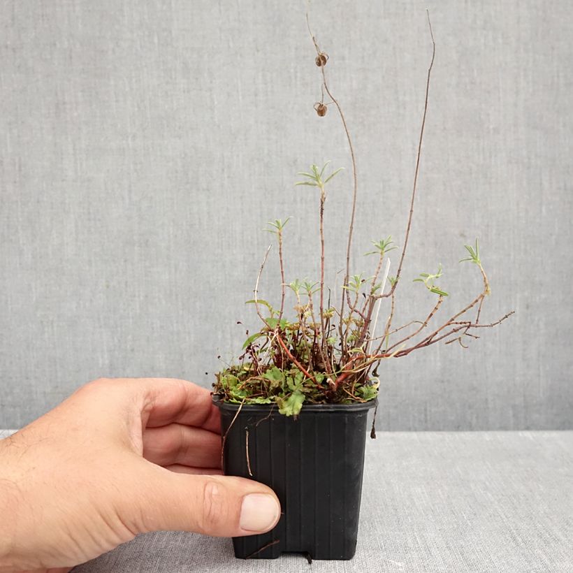 Helianthemum apenninum - Rock Rose 8/9 cm pot sample as delivered in autumn