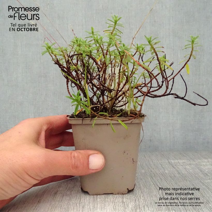 Helianthemum Ben Fhada - Rock Rose 7/8 cm pot sample as delivered in autumn