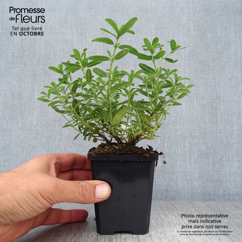 Helianthemum Hartswood Ruby - Rock Rose 8/9 cm pot sample as delivered in autumn