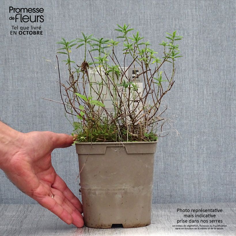 Helianthemum Hartswood Ruby - Rock Rose 2L/3L pot sample as delivered in autumn