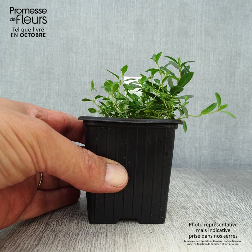 Helianthemum nummularium - Rock Rose 8/9 cm pot sample as delivered in autumn