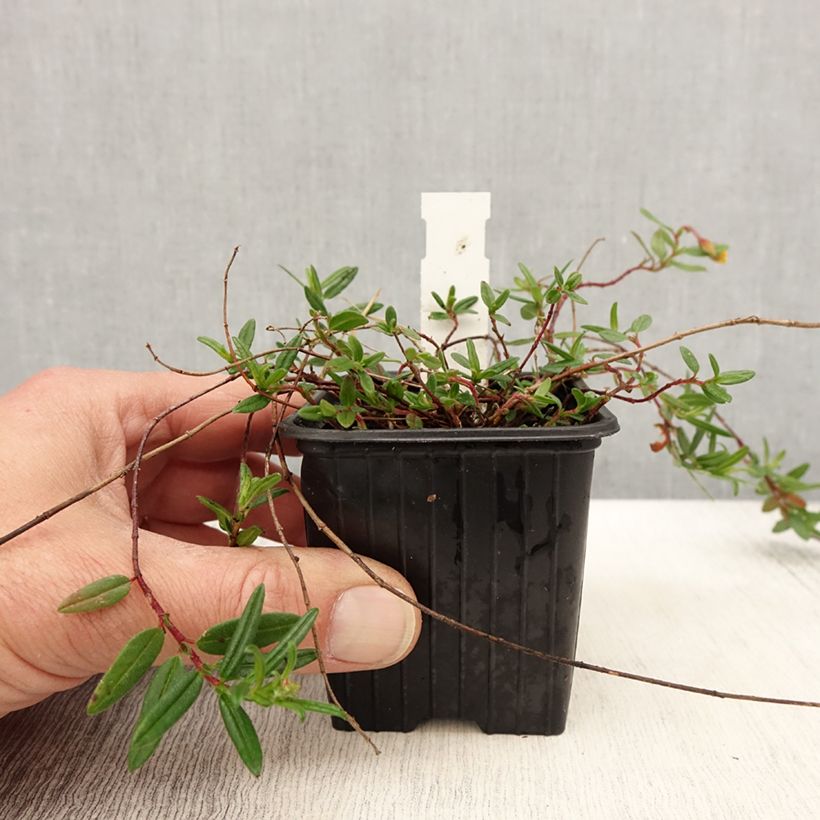 Helianthemum nummularium - Rock Rose 8/9 cm pot sample as delivered in spring