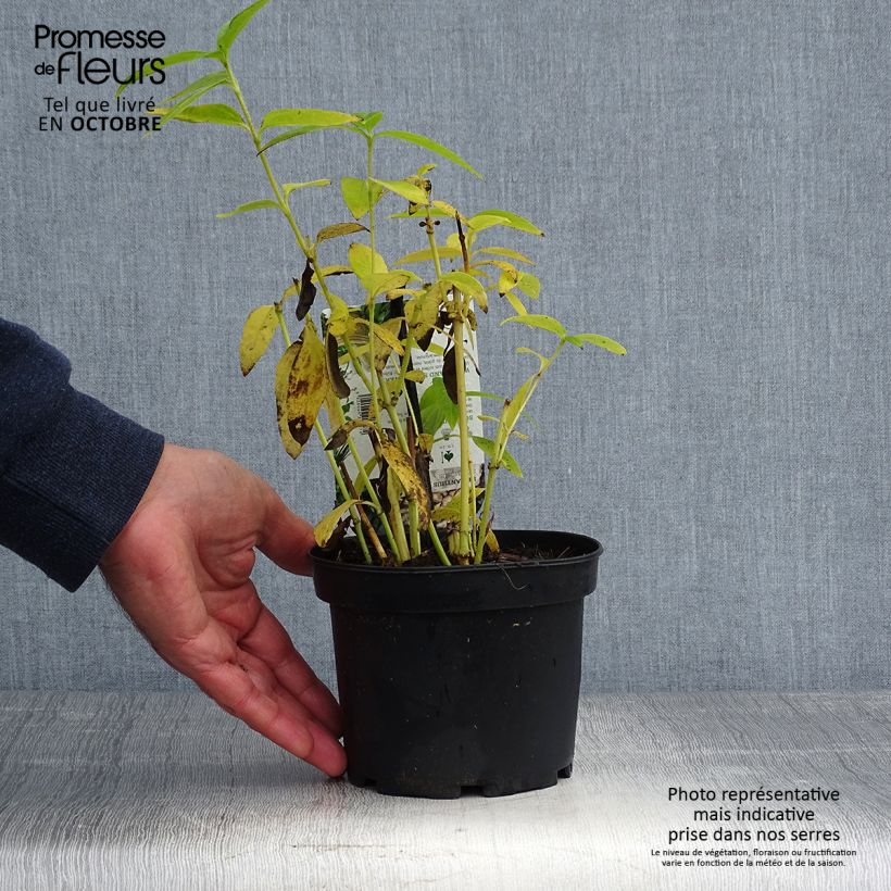 Helianthi - Helianthus strumosus 1.5L/2L pot sample as delivered in autumn