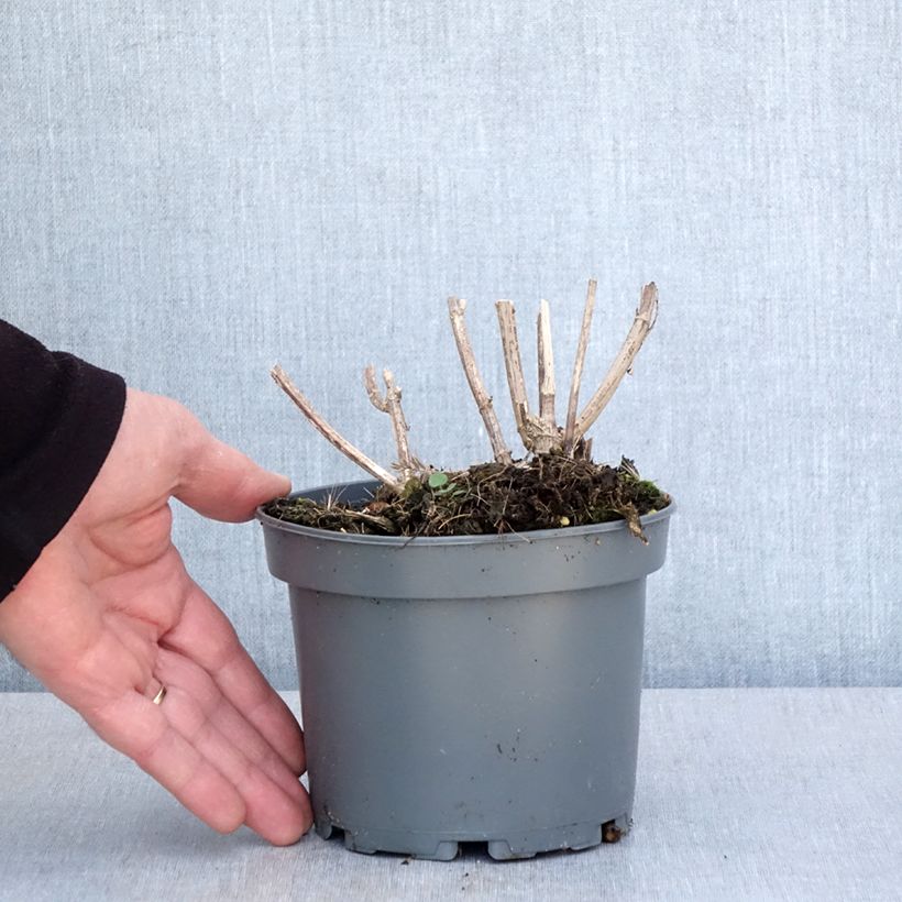 Helianthi - Helianthus strumosus 1.5L/2L pot sample as delivered in spring