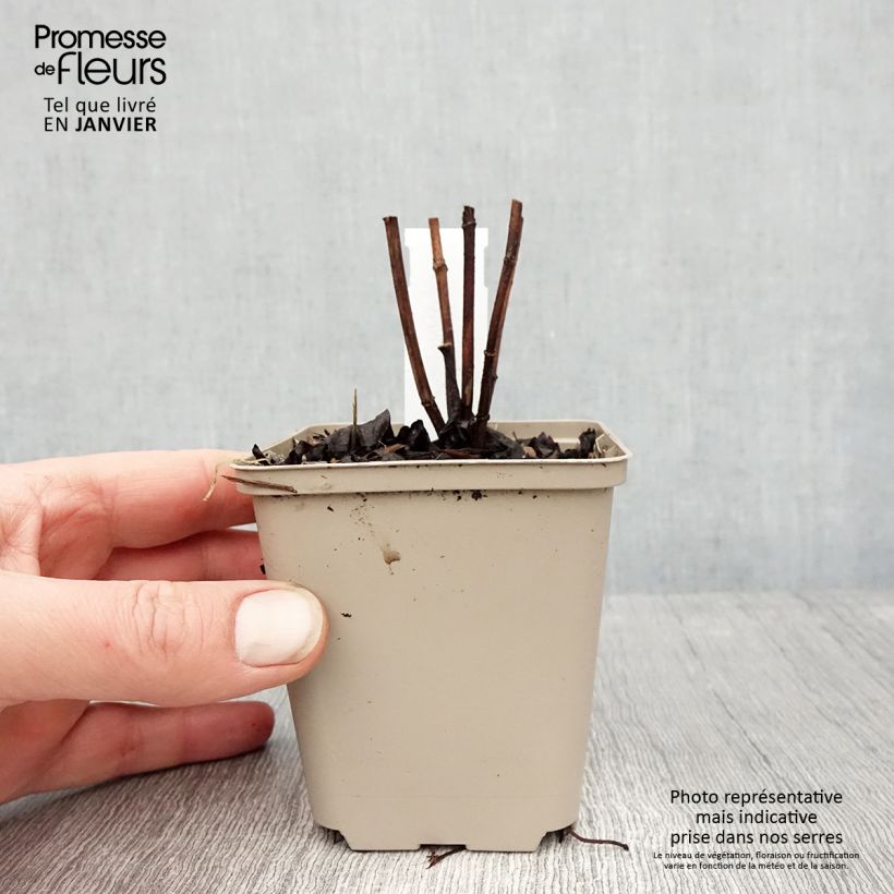 Helianthus decapetalus Flore Plenus 8/9 cm pot sample as delivered in winter