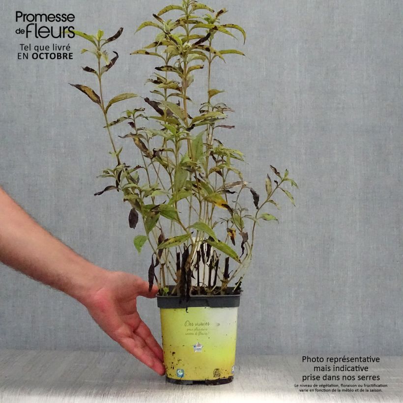 Helianthus Lemon Queen 2L/3L pot sample as delivered in autumn