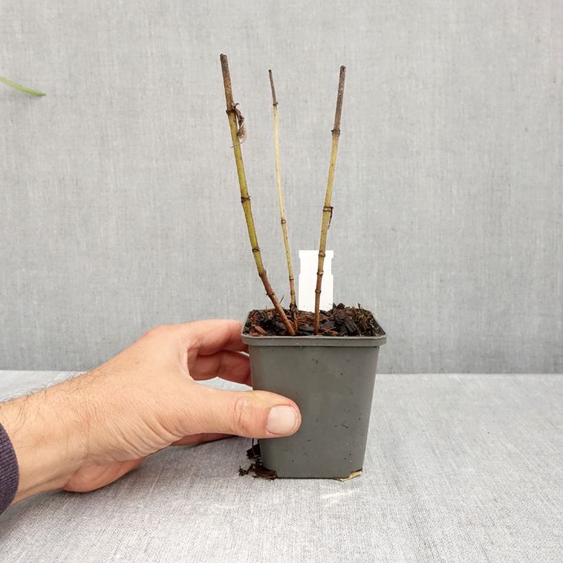 Helianthus mollis 8/9 cm pot sample as delivered in autumn