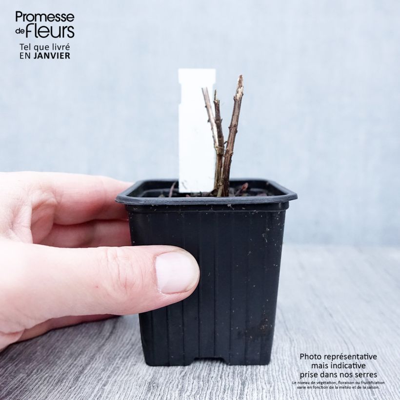 Helianthus salicifolius Table Mountain 8/9 cm pot sample as delivered in winter