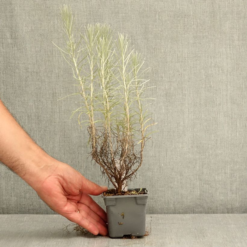 Helichrysum italicum subsp. serotinum  8/9 cm pot sample as delivered in summer