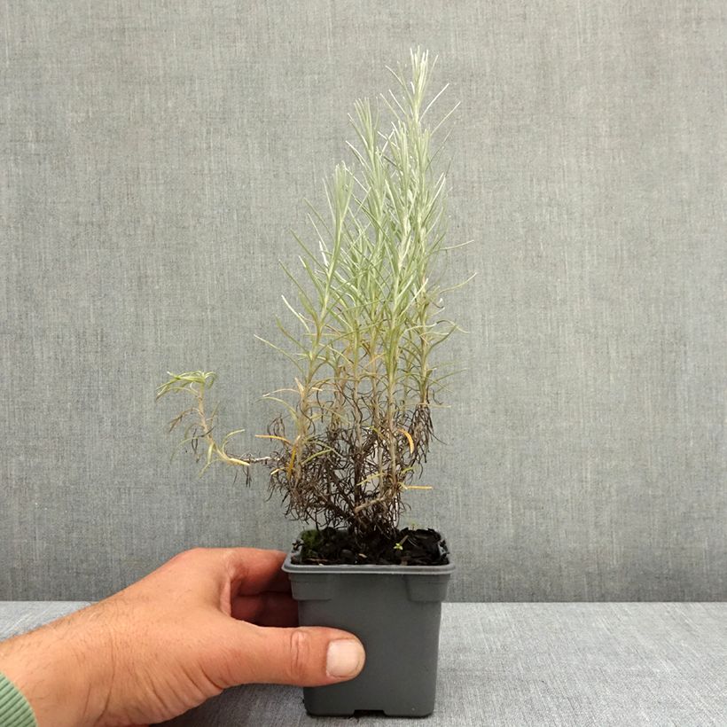 Helichrysum italicum subsp. serotinum  8/9 cm pot sample as delivered in spring