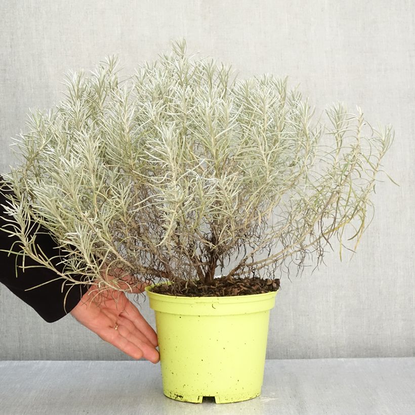 Helichrysum italicum subsp. serotinum  3L/4L pot sample as delivered in autumn