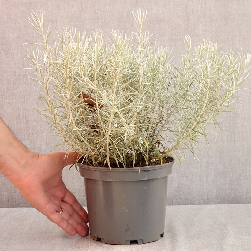 Helichrysum italicum subsp. serotinum  3L/4L pot sample as delivered in summer