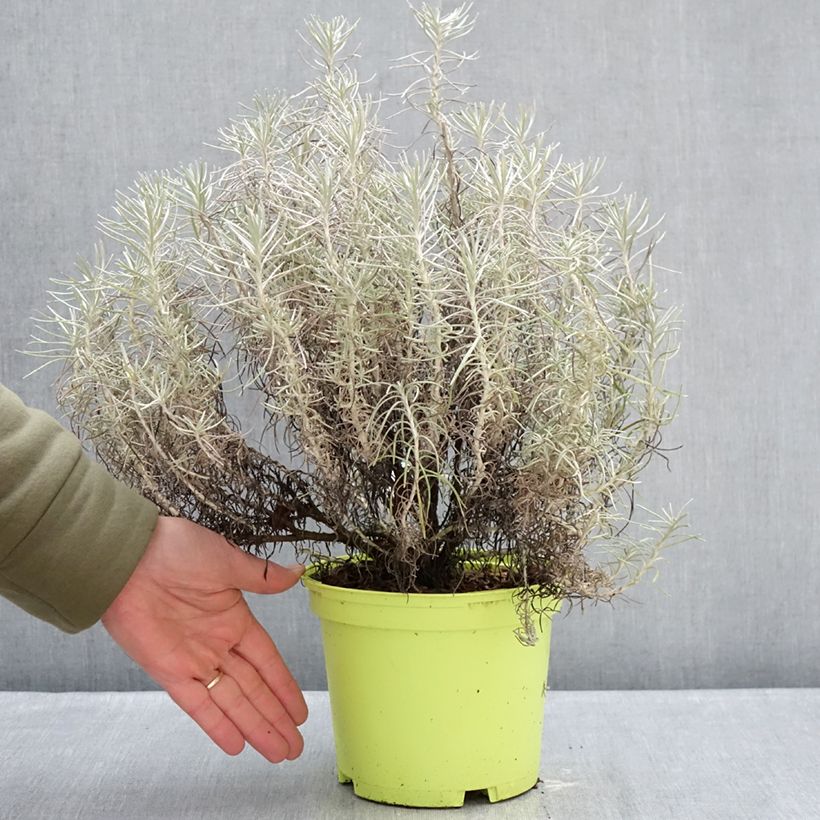 Helichrysum italicum subsp. serotinum  3L/4L pot sample as delivered in winter