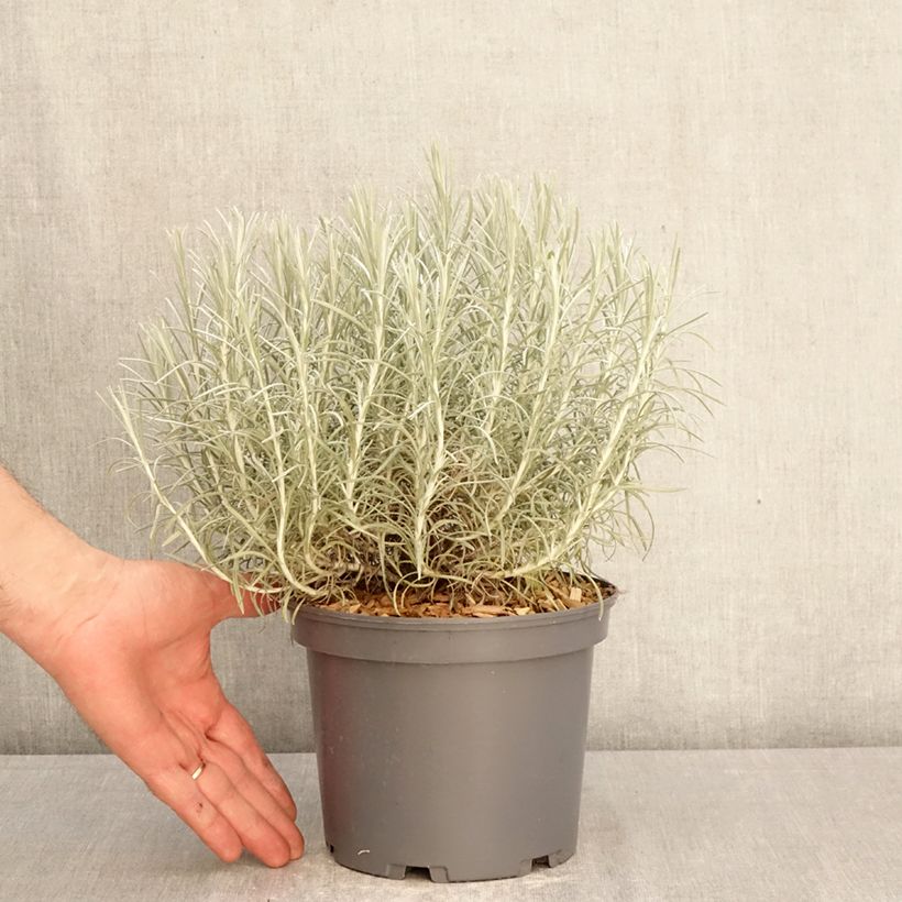 Helichrysum italicum subsp. serotinum  3L/4L pot sample as delivered in spring