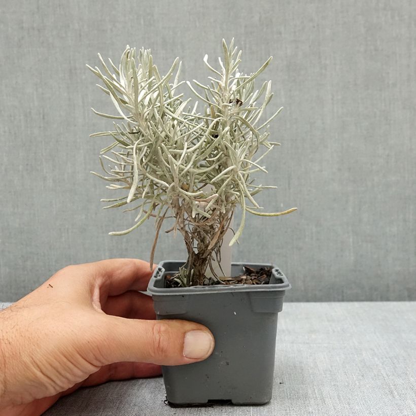 Helichrysum italicum Weisses Wunder 8/9 cm pot sample as delivered in summer