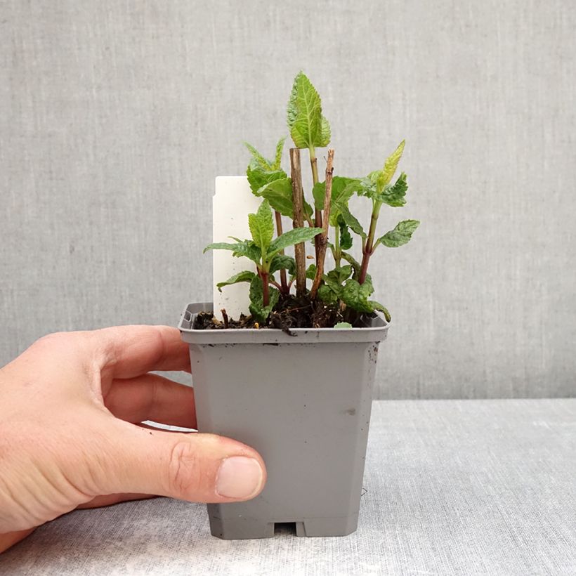 Heliopsis helianthoides Asahi 8/9 cm pot sample as delivered in spring