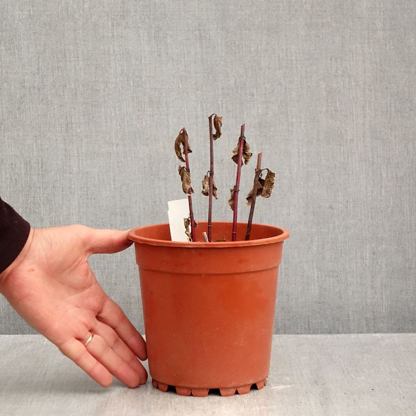 Heliopsis helianthoides Asahi 2L/3L pot sample as delivered in autumn