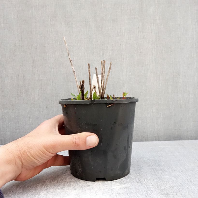 Heliopsis helianthoides Asahi 2L/3L pot sample as delivered in spring