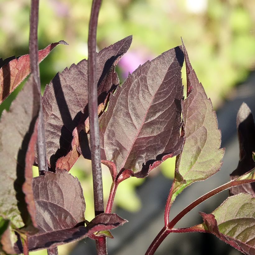 Heliopsis helianthoides Bonfire Sunset (Foliage)
