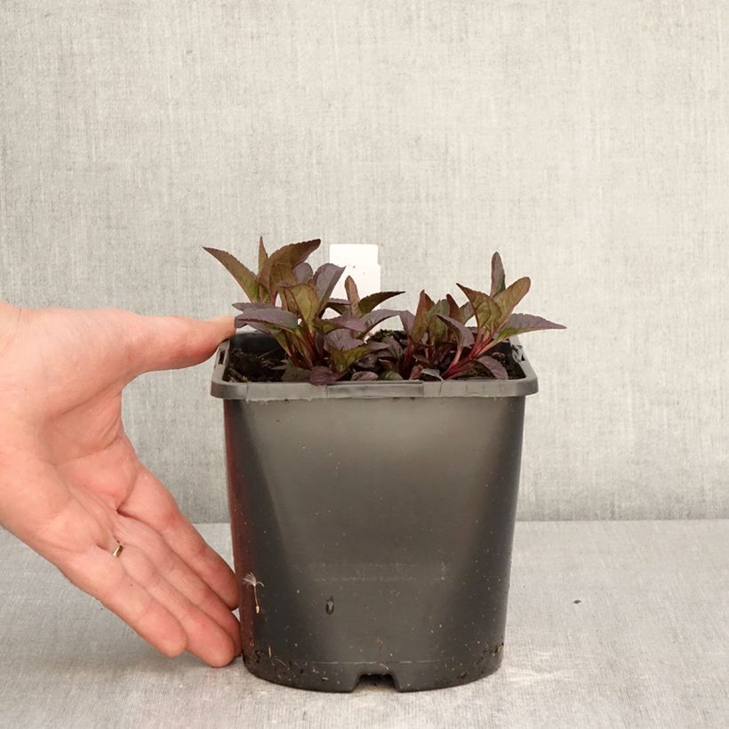 Heliopsis helianthoides Bonfire Sunset 1.5L/2L pot sample as delivered in spring
