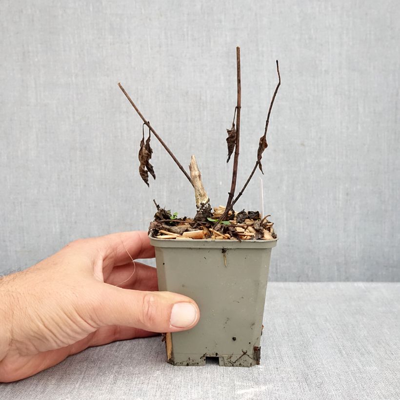 Heliopsis helianthoides var. scabra 'Funky Spinner'®  8/9 cm pot sample as delivered in autumn