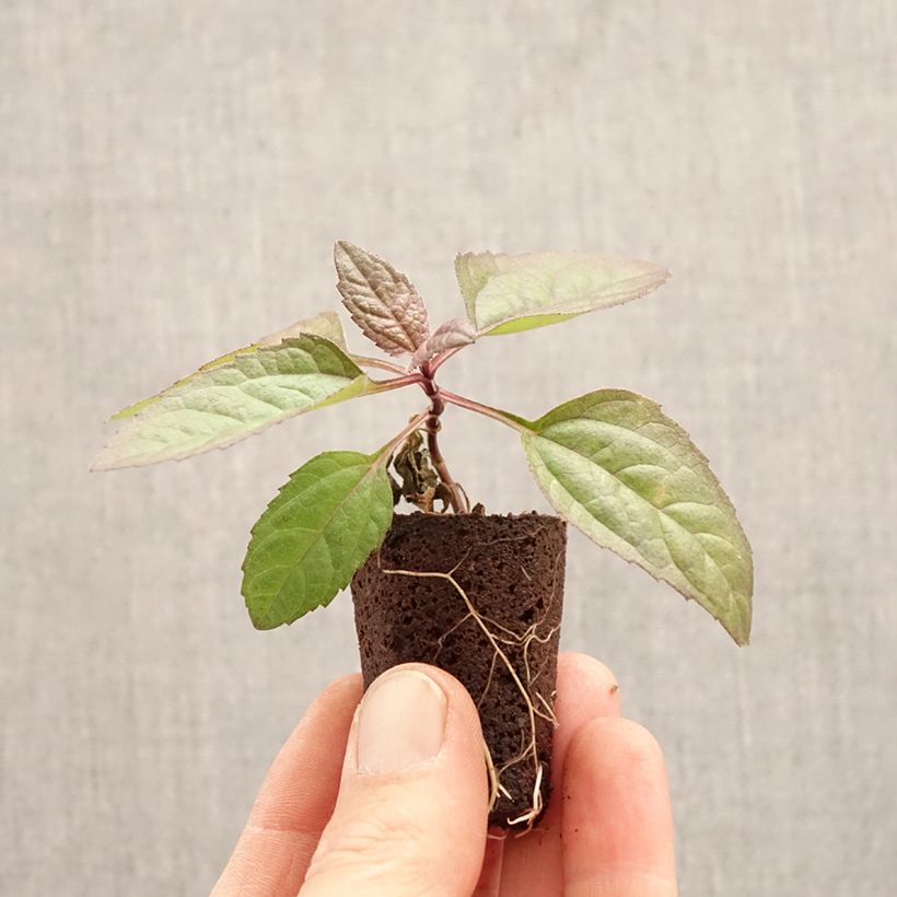 Heliopsis helianthoides var. scabra 'Funky Spinner'®  Plug plant 3/4cm sample as delivered in spring