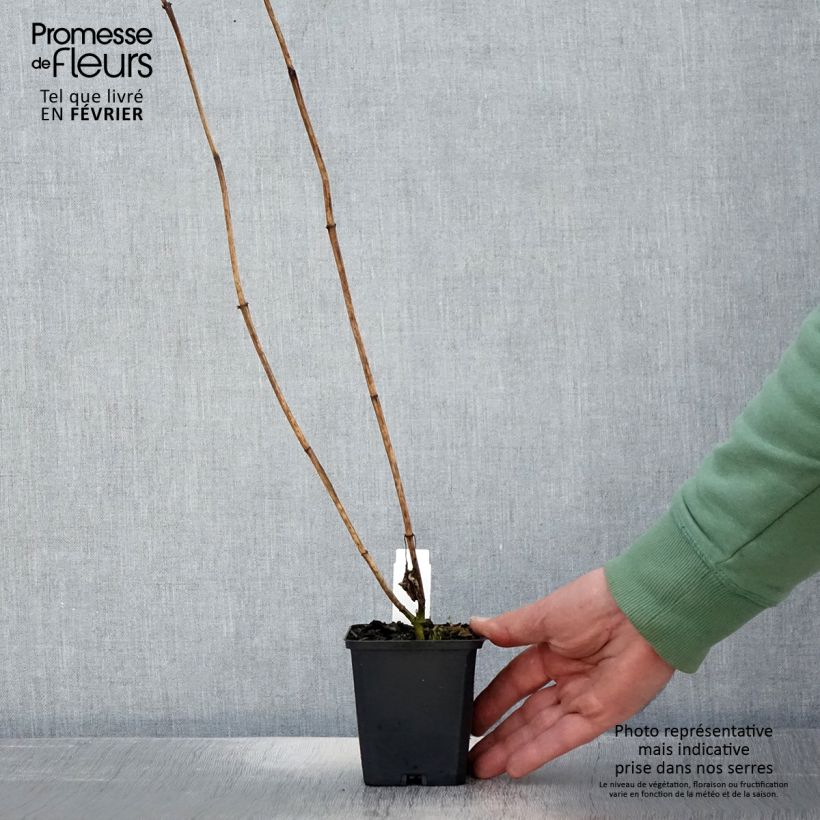 Heliopsis helianthoides Mars 8/9 cm pot sample as delivered in winter