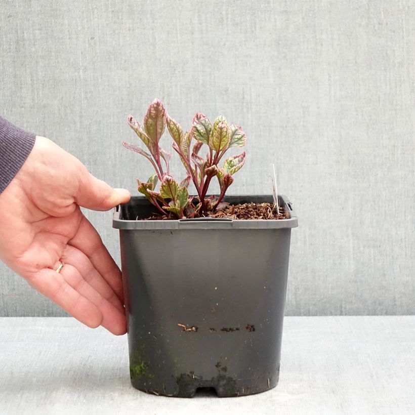 Heliopsis helianthoides Orange Marble 1.5L/2L pot sample as delivered in spring