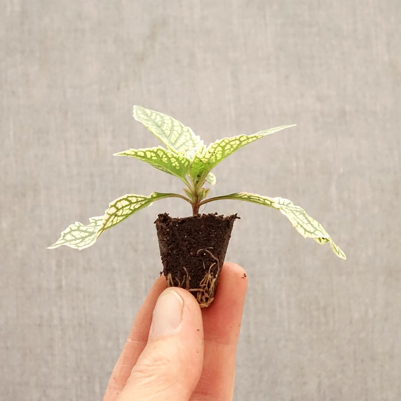 Heliopsis helianthoides Solar Flare - False sunflower Plug plant 3/4cm sample as delivered in spring