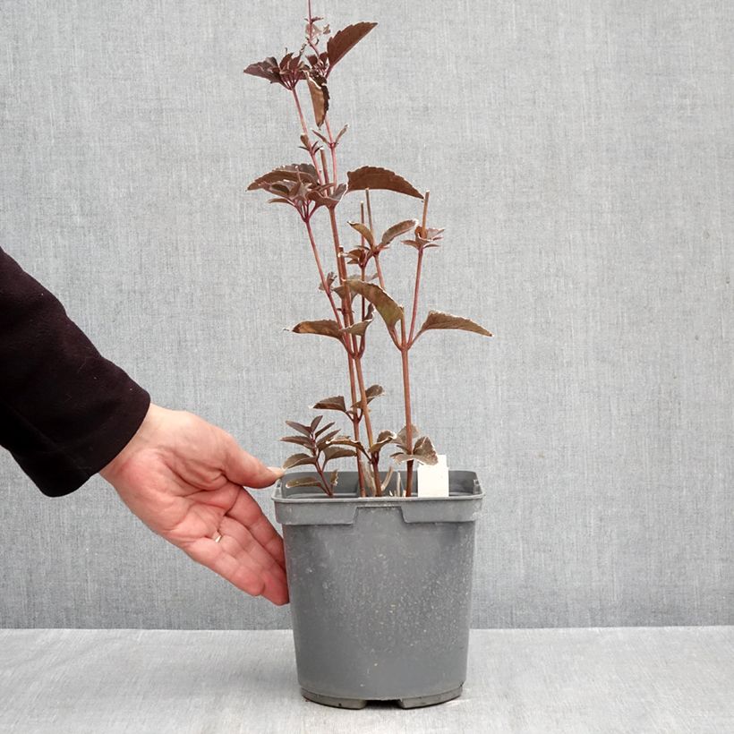 Heliopsis helianthoides Sparkling Contrast 2L/3L pot sample as delivered in autumn