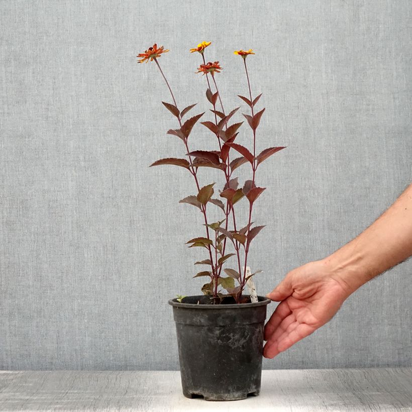 Heliopsis helianthoides Sparkling Contrast 2L/3L pot sample as delivered in summer
