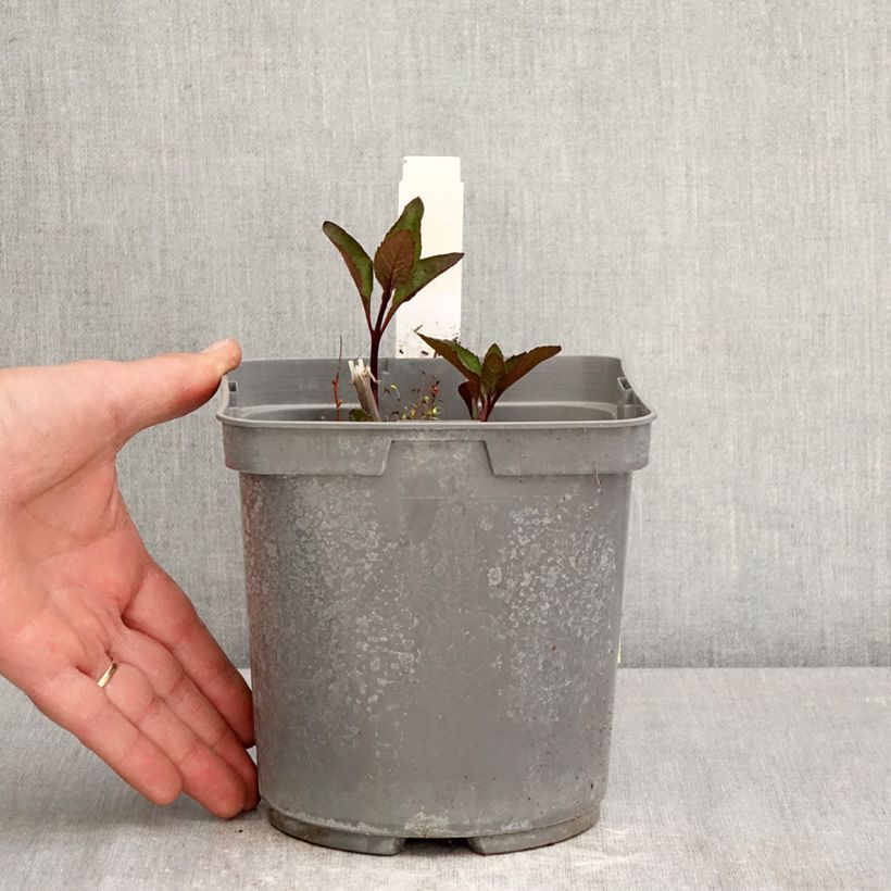 Heliopsis helianthoides Sparkling Contrast 2L/3L pot sample as delivered in spring