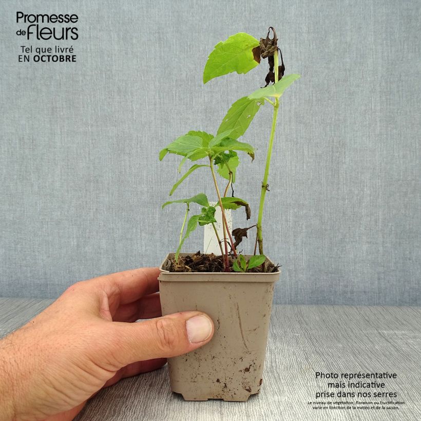 Heliopsis helianthoides Tuscan Sun 10cm/11cm pot sample as delivered in autumn