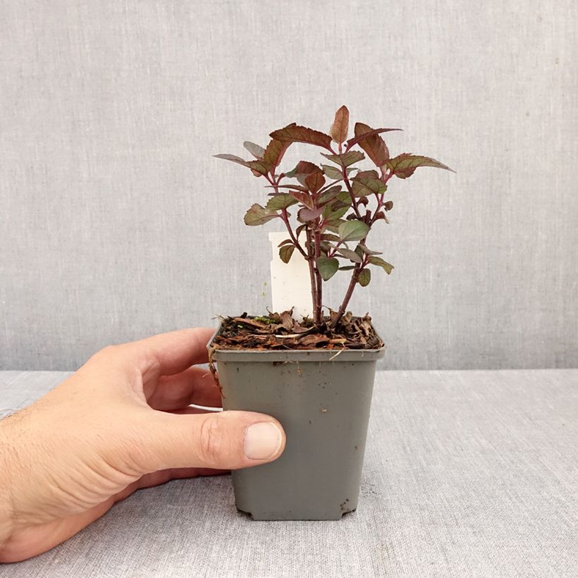 Heliopsis helianthoïdes var. scabra Fire Twister 8/9 cm pot sample as delivered in autumn