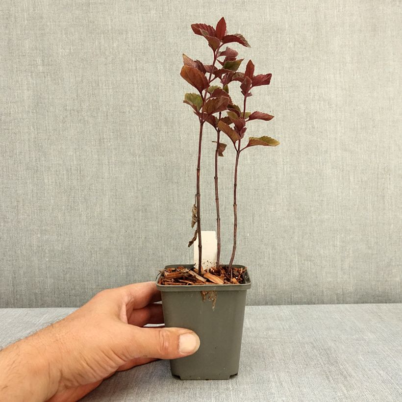 Heliopsis helianthoïdes var. scabra Fire Twister 8/9 cm pot sample as delivered in summer