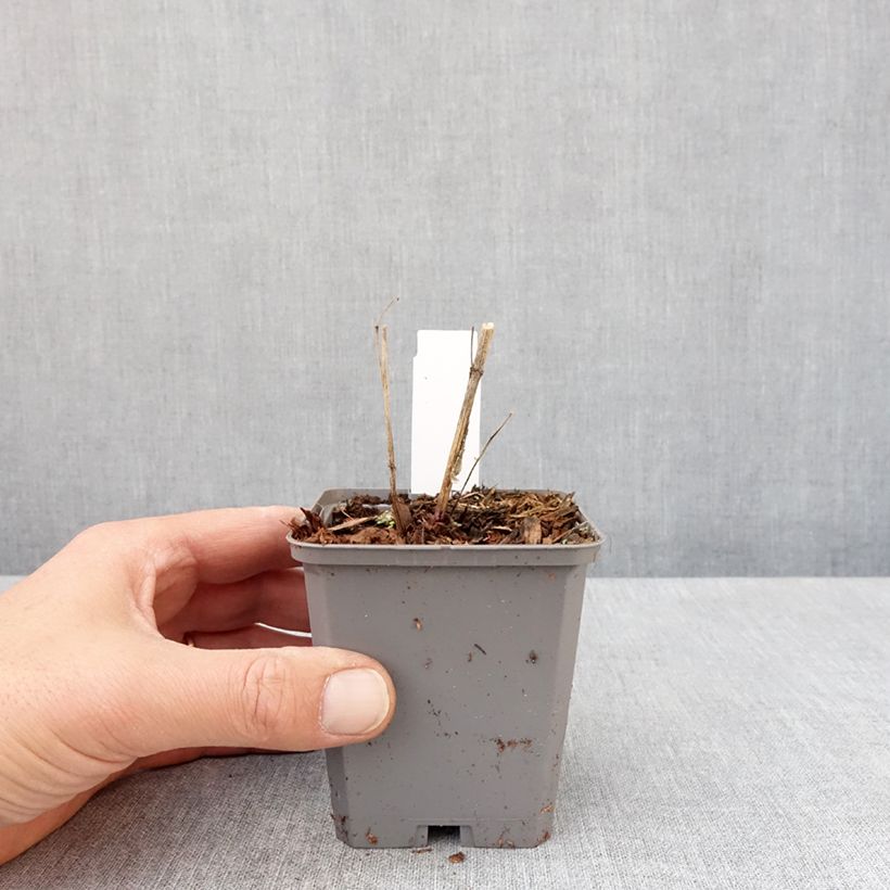 Heliopsis helianthoïdes var. scabra Fire Twister 8/9 cm pot sample as delivered in spring