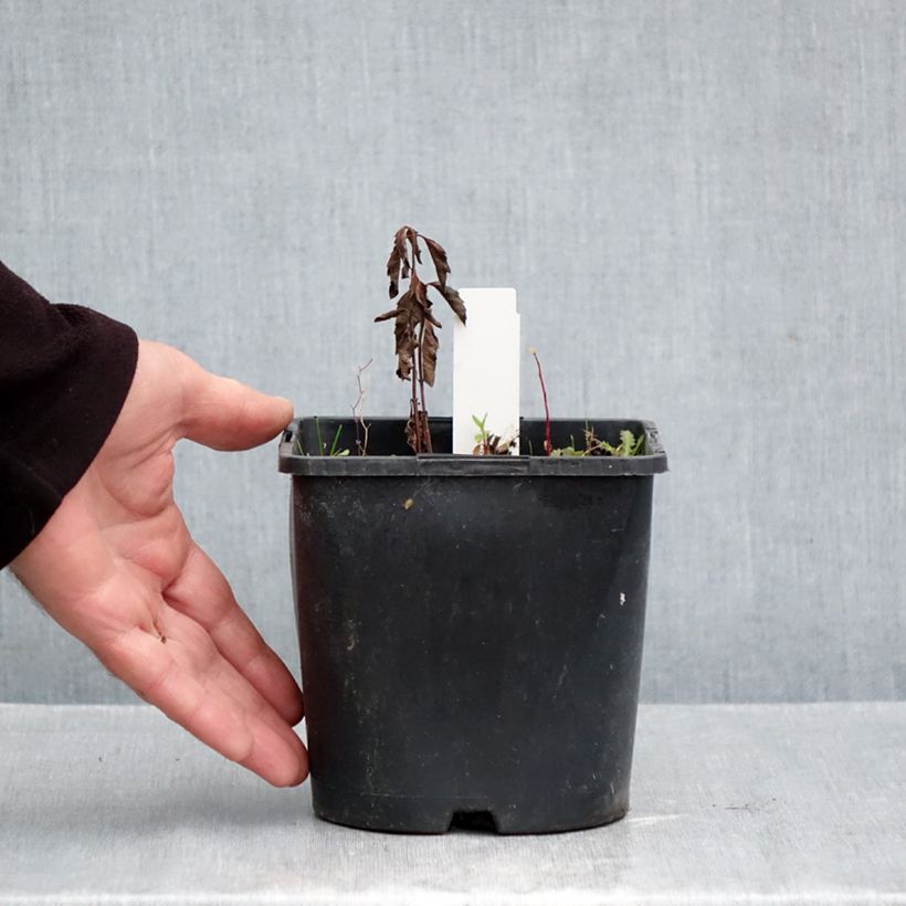 Heliopsis helianthoïdes var. scabra Fire Twister 2L/3L pot sample as delivered in autumn