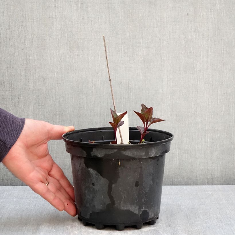 Heliopsis helianthoïdes var. scabra Fire Twister 2L/3L pot sample as delivered in spring