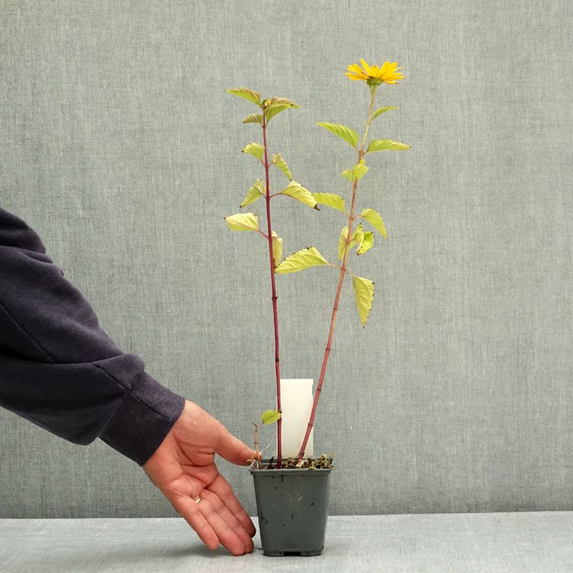 Heliopsis helianthoides var. scabra 8/9 cm pot sample as delivered in summer
