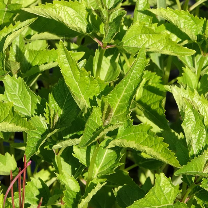 Heliopsis helianthoides var. scabra (Foliage)