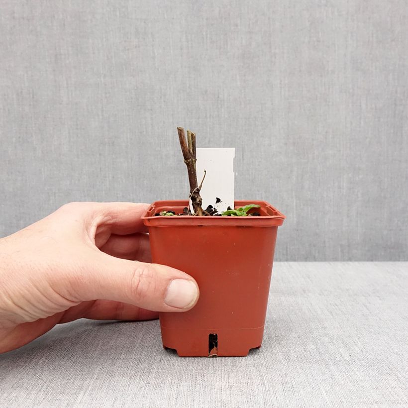 Heliopsis helianthoides var. scabra Punto Rosso 8/9 cm pot sample as delivered in winter