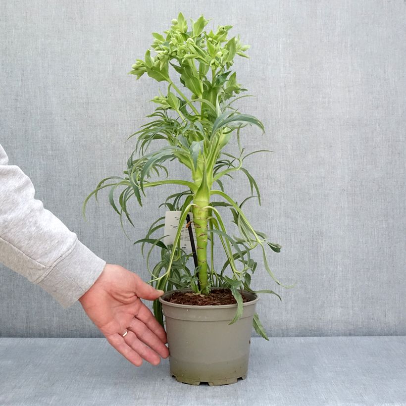 Helleborus foetidus Bowless Form 1L/1.5L pot sample as delivered in spring