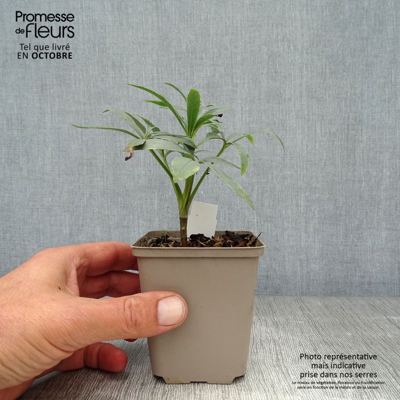 Helleborus foetidus - Stinking hellebore 8/9 cm pot sample as delivered in autumn