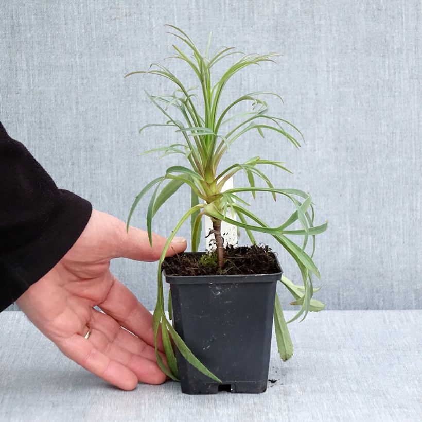 Helleborus foetidus - Stinking hellebore 8/9 cm pot sample as delivered in spring