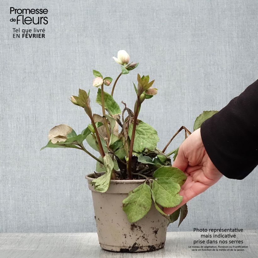 Helleborus Ice N' Roses Marbled Mia Marble - Hellebore 2L/3L pot sample as delivered in winter