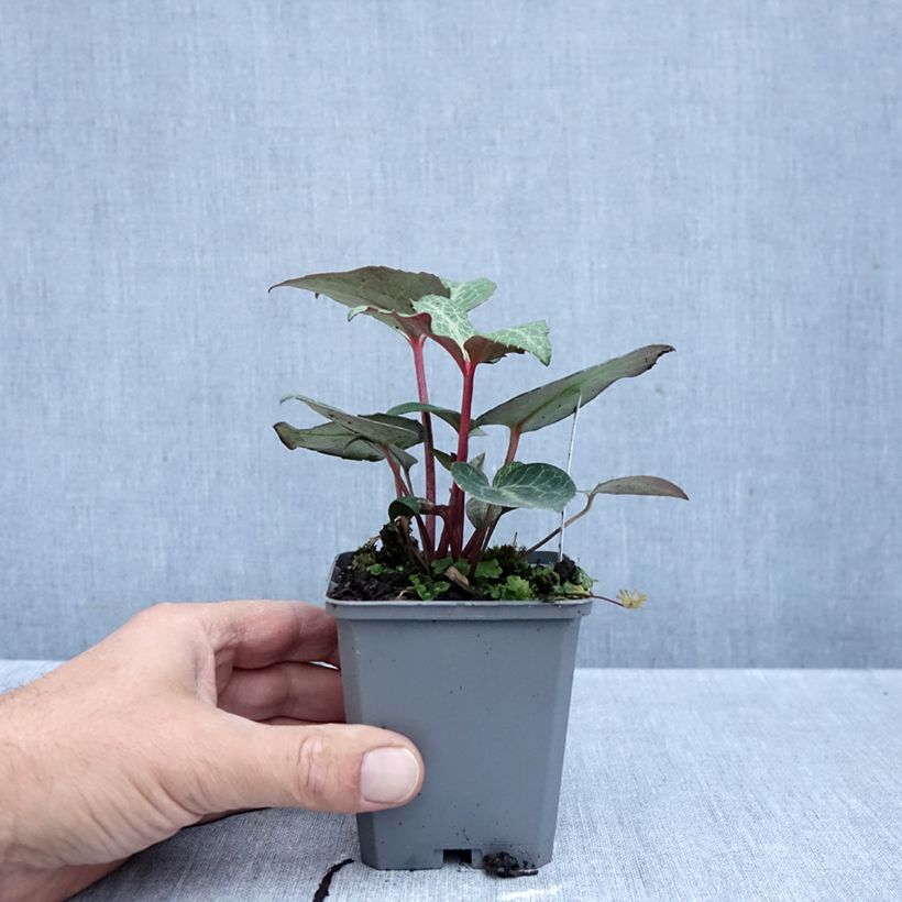 Helleborus lividus 8/9 cm pot sample as delivered in autumn