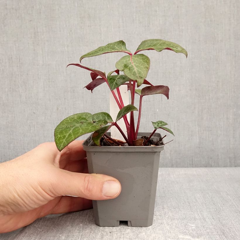 Helleborus lividus 8/9 cm pot sample as delivered in winter