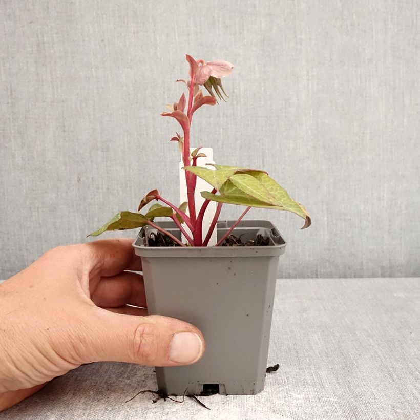 Helleborus lividus 8/9 cm pot sample as delivered in spring