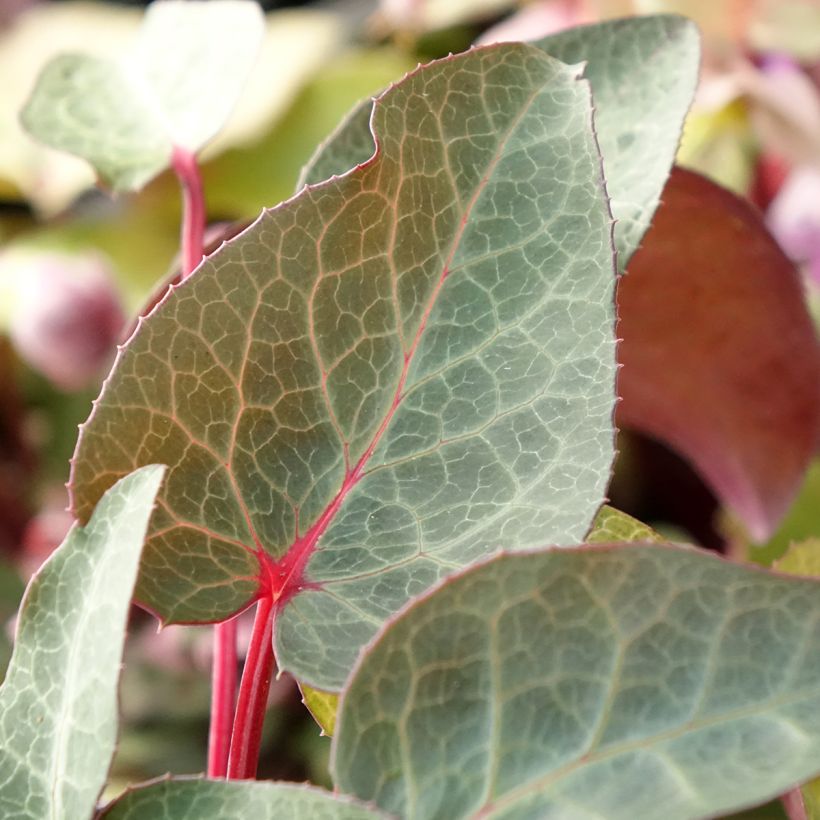 Helleborus lividus (Foliage)