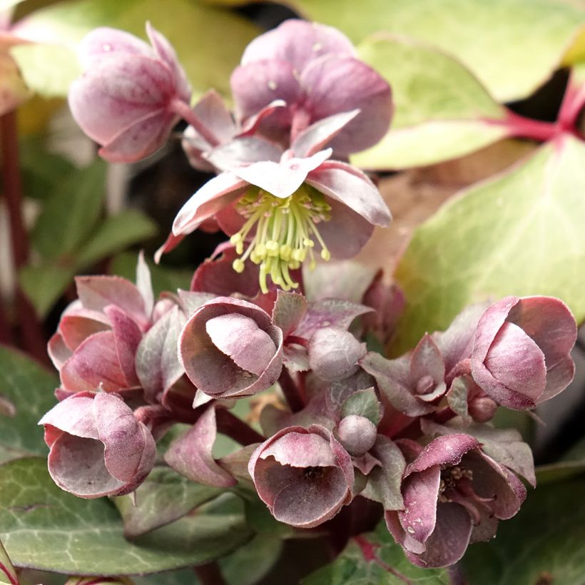 Helleborus lividus (Flowering)